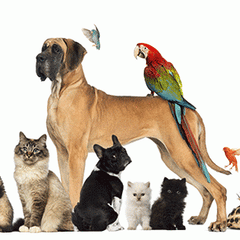 Collection image for: Animals & Pet Supplies